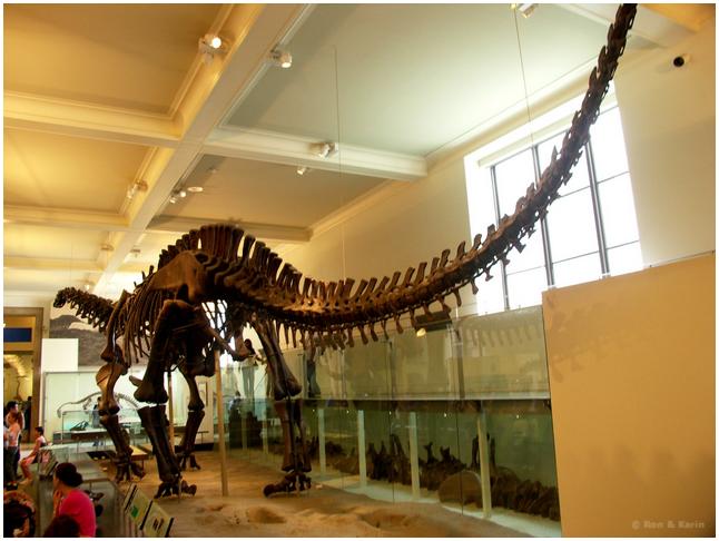 027 barosaurus